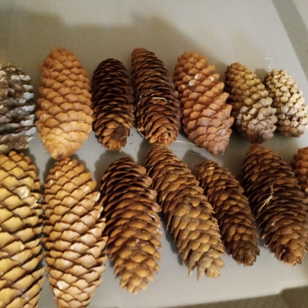 Pinecones 12 from Il. Just took off the ground today Crafting Fire starters